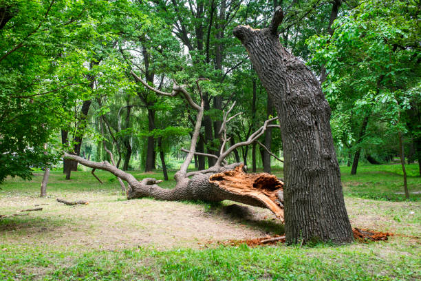 How Our Tree Care Process Works  in  Pacific, MO